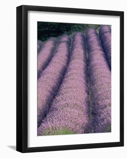 Rows of Lavender in Bloom-Owen Franken-Framed Photographic Print