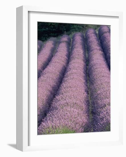 Rows of Lavender in Bloom-Owen Franken-Framed Photographic Print