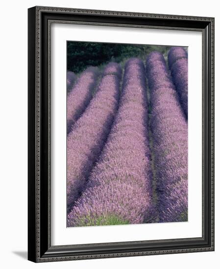 Rows of Lavender in Bloom-Owen Franken-Framed Photographic Print