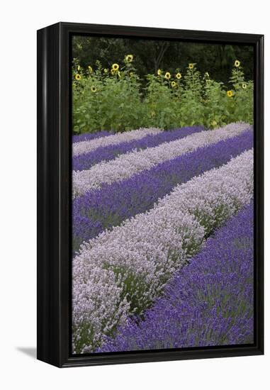 Rows of Lavender in Field with Sunflowers, Sequim, Washington, USA-Merrill Images-Framed Premier Image Canvas