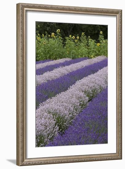 Rows of Lavender in Field with Sunflowers, Sequim, Washington, USA-Merrill Images-Framed Photographic Print