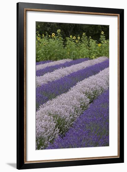 Rows of Lavender in Field with Sunflowers, Sequim, Washington, USA-Merrill Images-Framed Photographic Print