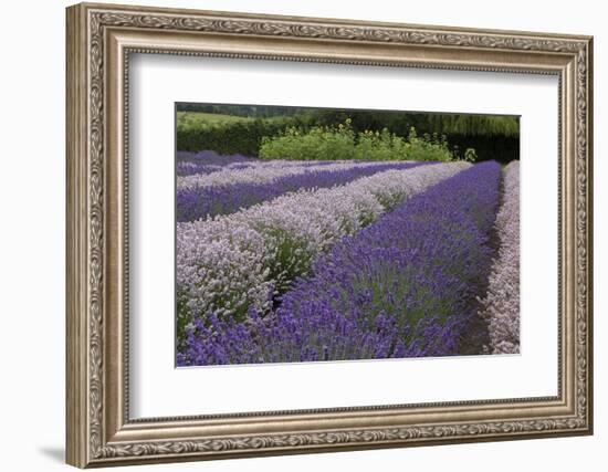 Rows of Lavender in Field with Sunflowers, Sequim, Washington, USA-Merrill Images-Framed Photographic Print