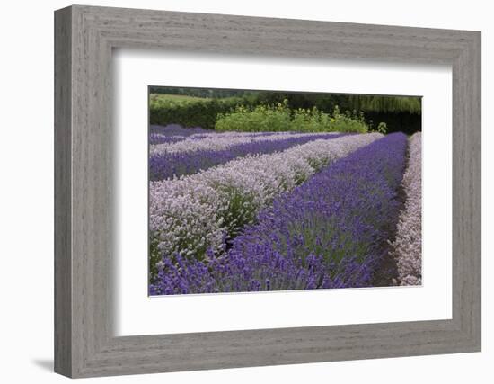 Rows of Lavender in Field with Sunflowers, Sequim, Washington, USA-Merrill Images-Framed Photographic Print