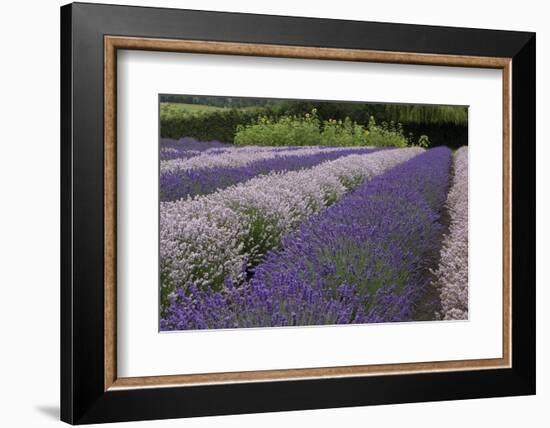 Rows of Lavender in Field with Sunflowers, Sequim, Washington, USA-Merrill Images-Framed Photographic Print