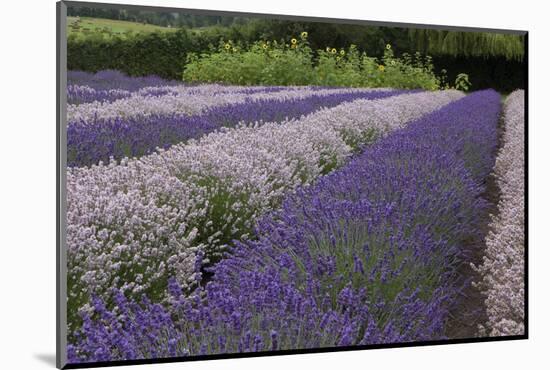 Rows of Lavender in Field with Sunflowers, Sequim, Washington, USA-Merrill Images-Mounted Photographic Print