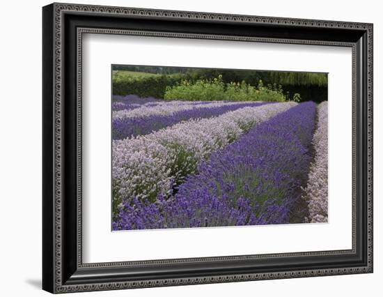 Rows of Lavender in Field with Sunflowers, Sequim, Washington, USA-Merrill Images-Framed Photographic Print