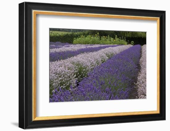 Rows of Lavender in Field with Sunflowers, Sequim, Washington, USA-Merrill Images-Framed Photographic Print