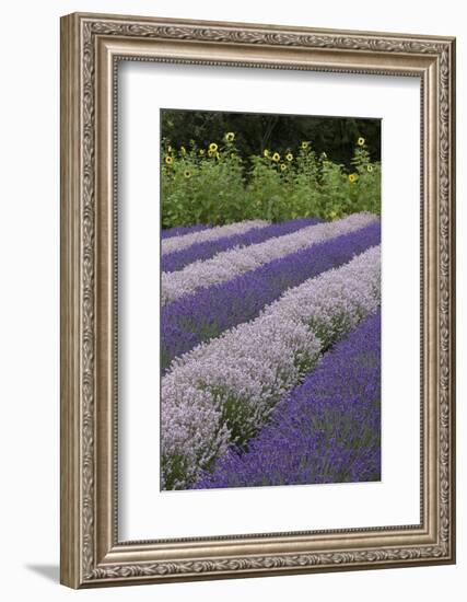 Rows of Lavender in Field with Sunflowers, Sequim, Washington, USA-Merrill Images-Framed Photographic Print