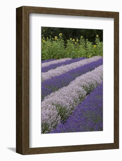 Rows of Lavender in Field with Sunflowers, Sequim, Washington, USA-Merrill Images-Framed Photographic Print