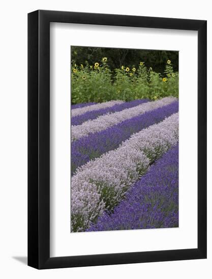 Rows of Lavender in Field with Sunflowers, Sequim, Washington, USA-Merrill Images-Framed Photographic Print