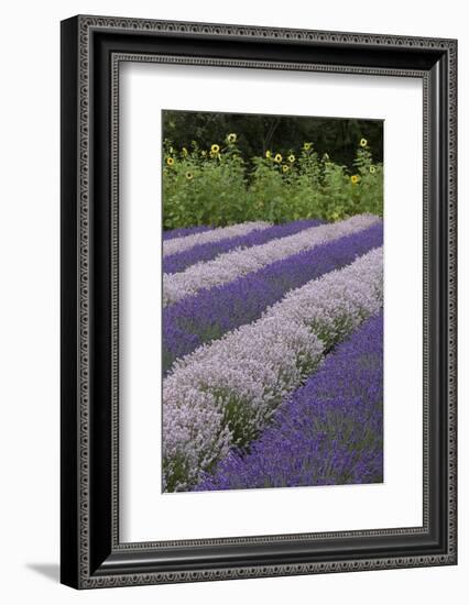 Rows of Lavender in Field with Sunflowers, Sequim, Washington, USA-Merrill Images-Framed Photographic Print