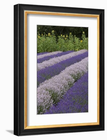 Rows of Lavender in Field with Sunflowers, Sequim, Washington, USA-Merrill Images-Framed Photographic Print