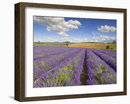 Rows of Lavender Plants, Broadway, Worcestershire, Cotswolds, England, UK-Neale Clarke-Framed Photographic Print