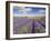 Rows of Lavender Plants, Broadway, Worcestershire, Cotswolds, England, UK-Neale Clarke-Framed Photographic Print