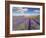 Rows of Lavender Plants, Broadway, Worcestershire, Cotswolds, England, UK-Neale Clarke-Framed Photographic Print