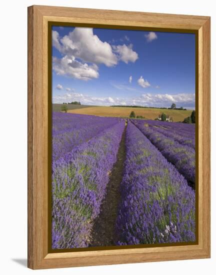 Rows of Lavender Plants, Broadway, Worcestershire, Cotswolds, England, UK-Neale Clarke-Framed Premier Image Canvas