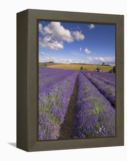 Rows of Lavender Plants, Broadway, Worcestershire, Cotswolds, England, UK-Neale Clarke-Framed Premier Image Canvas