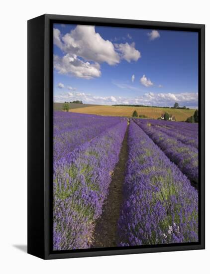 Rows of Lavender Plants, Broadway, Worcestershire, Cotswolds, England, UK-Neale Clarke-Framed Premier Image Canvas