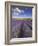 Rows of Lavender Plants, Broadway, Worcestershire, Cotswolds, England, UK-Neale Clarke-Framed Photographic Print