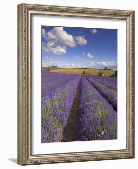 Rows of Lavender Plants, Broadway, Worcestershire, Cotswolds, England, UK-Neale Clarke-Framed Photographic Print