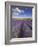 Rows of Lavender Plants, Broadway, Worcestershire, Cotswolds, England, UK-Neale Clarke-Framed Photographic Print