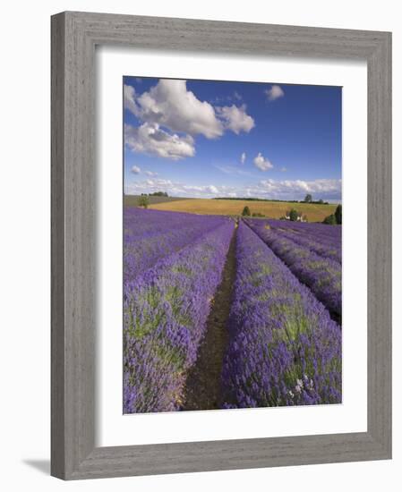 Rows of Lavender Plants, Broadway, Worcestershire, Cotswolds, England, UK-Neale Clarke-Framed Photographic Print