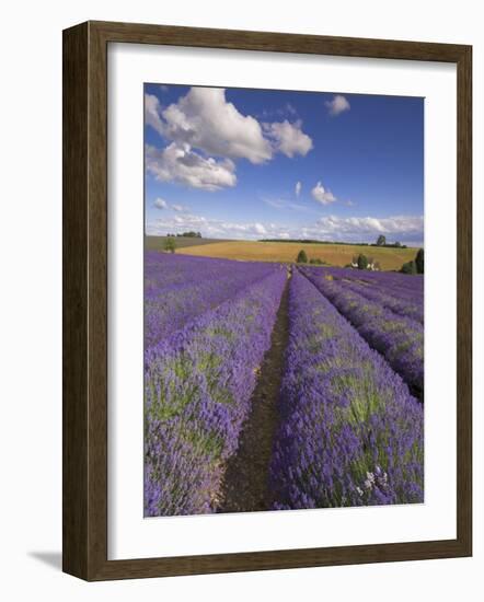 Rows of Lavender Plants, Broadway, Worcestershire, Cotswolds, England, UK-Neale Clarke-Framed Photographic Print