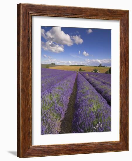 Rows of Lavender Plants, Broadway, Worcestershire, Cotswolds, England, UK-Neale Clarke-Framed Photographic Print