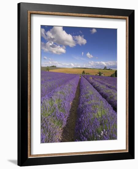 Rows of Lavender Plants, Broadway, Worcestershire, Cotswolds, England, UK-Neale Clarke-Framed Photographic Print