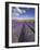 Rows of Lavender Plants, Broadway, Worcestershire, Cotswolds, England, UK-Neale Clarke-Framed Photographic Print