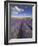 Rows of Lavender Plants, Broadway, Worcestershire, Cotswolds, England, UK-Neale Clarke-Framed Photographic Print