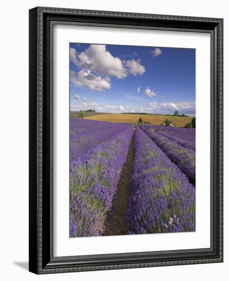 Rows of Lavender Plants, Broadway, Worcestershire, Cotswolds, England, UK-Neale Clarke-Framed Photographic Print