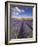 Rows of Lavender Plants, Broadway, Worcestershire, Cotswolds, England, UK-Neale Clarke-Framed Photographic Print