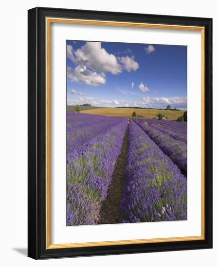 Rows of Lavender Plants, Broadway, Worcestershire, Cotswolds, England, UK-Neale Clarke-Framed Photographic Print