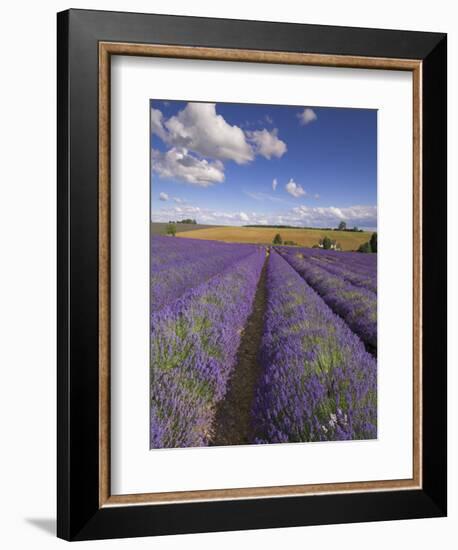 Rows of Lavender Plants, Broadway, Worcestershire, Cotswolds, England, UK-Neale Clarke-Framed Photographic Print