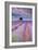 Rows Of Lavender-Michael Blanchette Photography-Framed Photographic Print