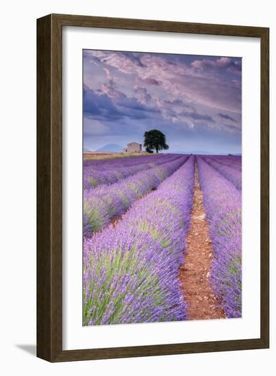 Rows Of Lavender-Michael Blanchette Photography-Framed Photographic Print