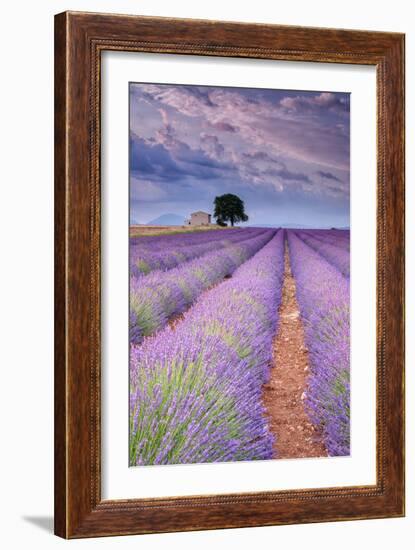 Rows Of Lavender-Michael Blanchette Photography-Framed Photographic Print