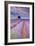 Rows Of Lavender-Michael Blanchette Photography-Framed Photographic Print