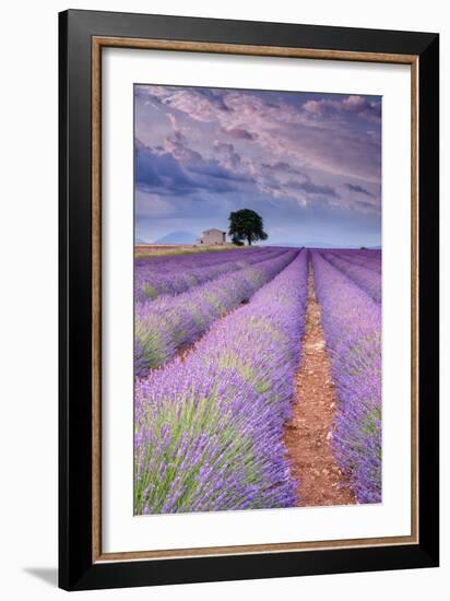 Rows Of Lavender-Michael Blanchette Photography-Framed Photographic Print