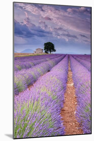 Rows Of Lavender-Michael Blanchette Photography-Mounted Photographic Print