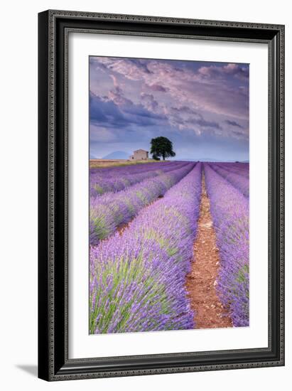 Rows Of Lavender-Michael Blanchette Photography-Framed Photographic Print