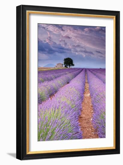 Rows Of Lavender-Michael Blanchette Photography-Framed Photographic Print