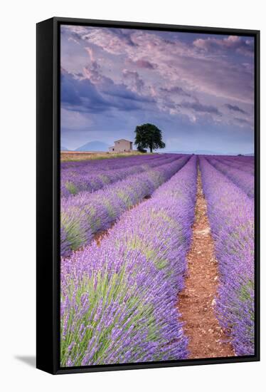 Rows Of Lavender-Michael Blanchette Photography-Framed Stretched Canvas