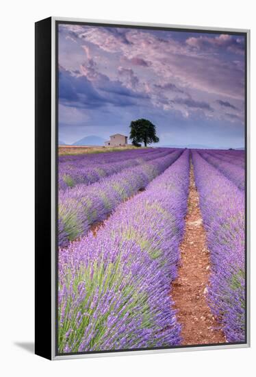 Rows Of Lavender-Michael Blanchette Photography-Framed Premier Image Canvas