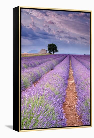Rows Of Lavender-Michael Blanchette Photography-Framed Premier Image Canvas