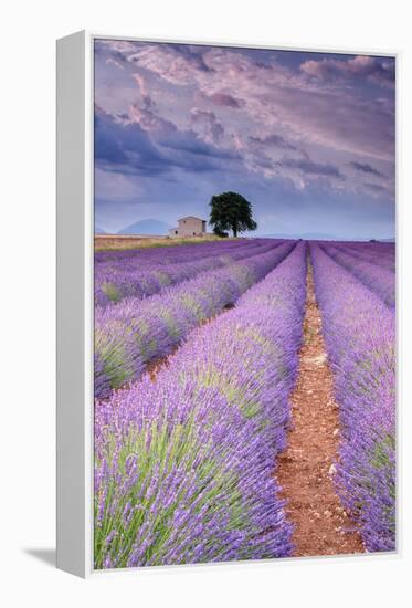 Rows Of Lavender-Michael Blanchette Photography-Framed Premier Image Canvas