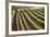 Rows of Lush Vineyards-Billy Hustace-Framed Photographic Print