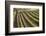 Rows of Lush Vineyards-Billy Hustace-Framed Photographic Print